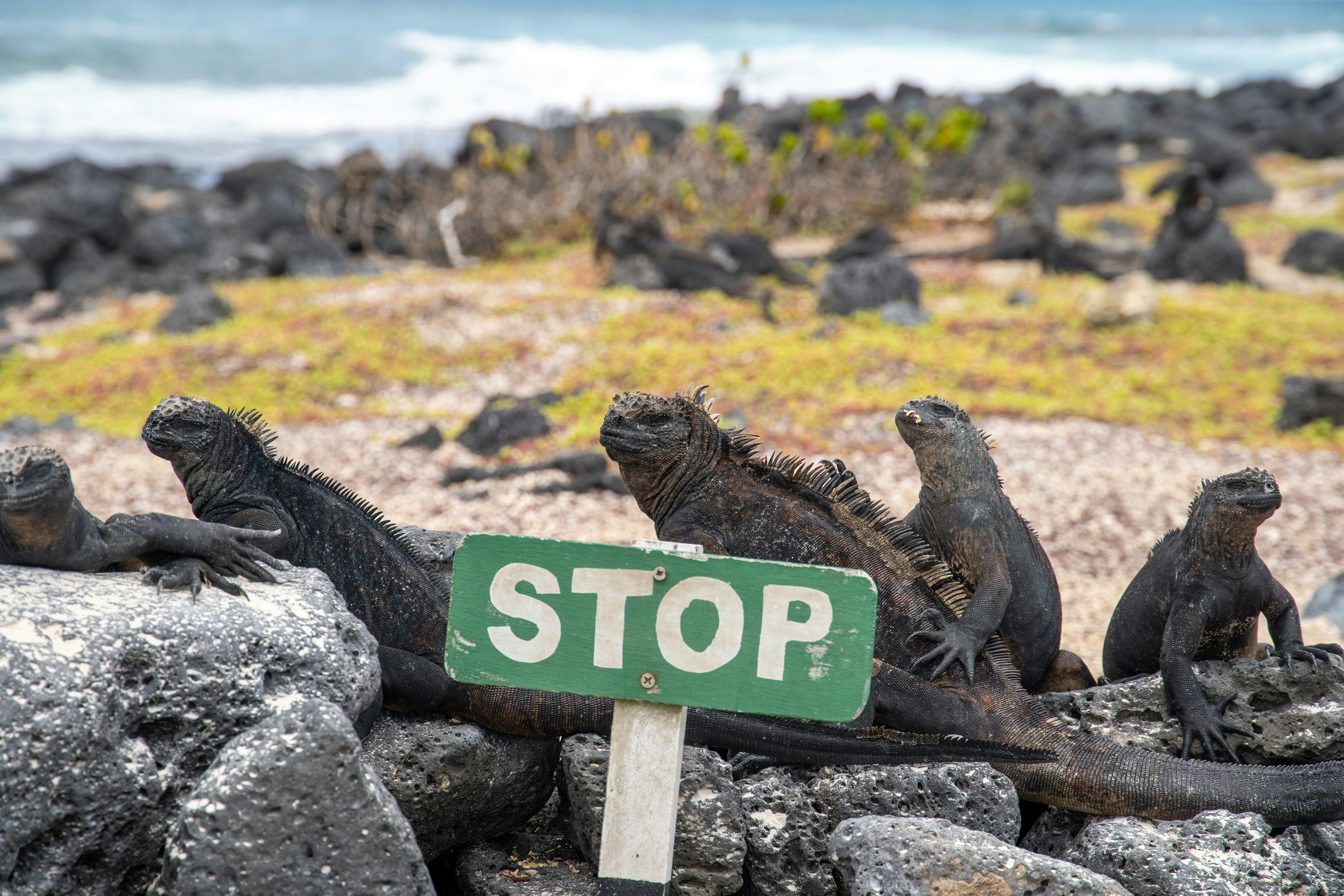 Galapagos