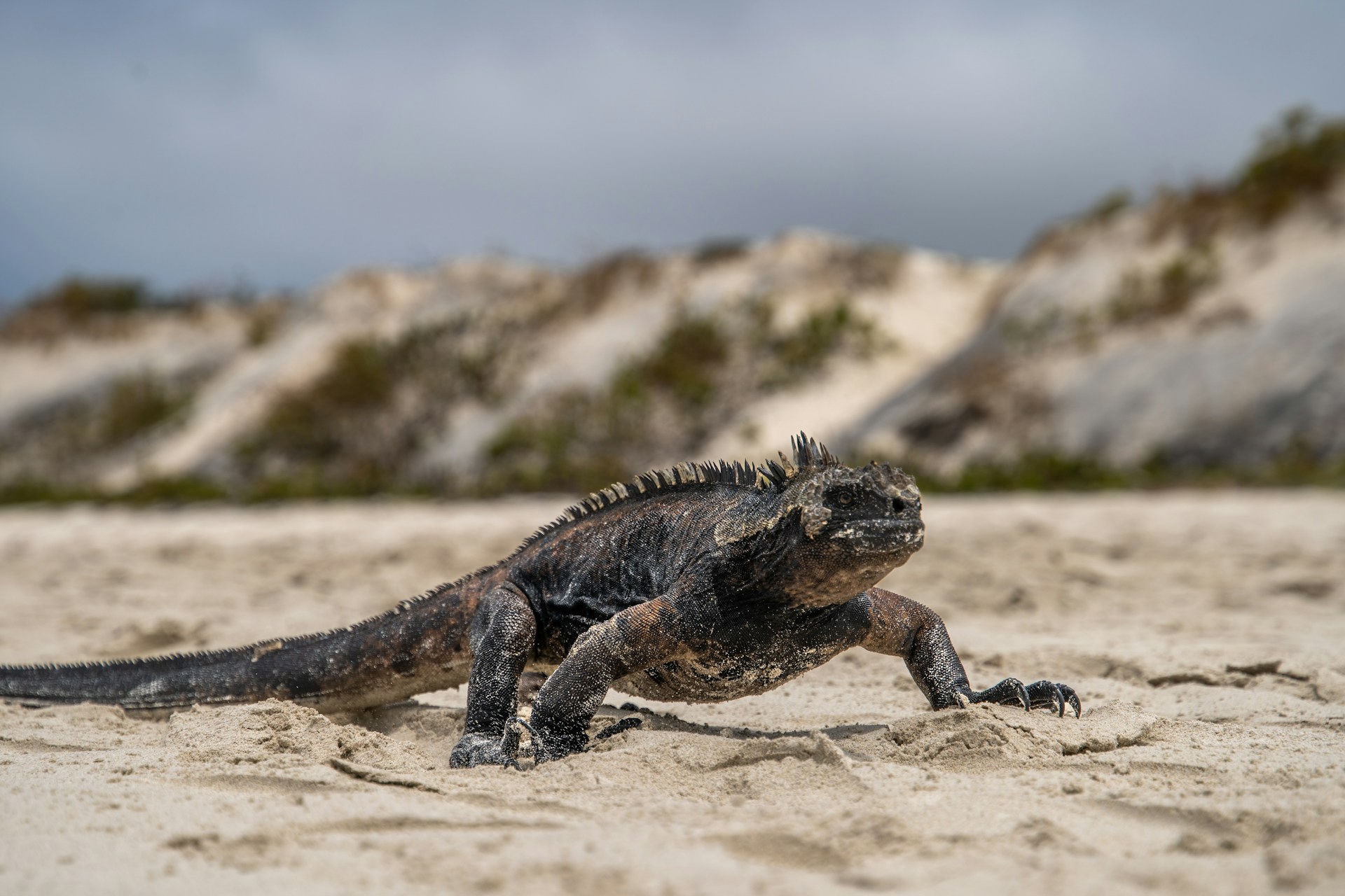 Galapagos