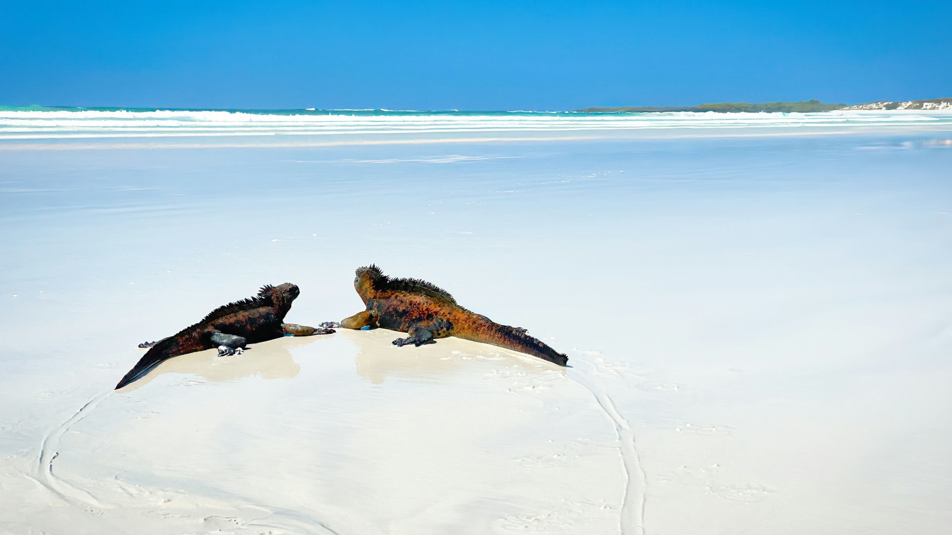Galapagos
